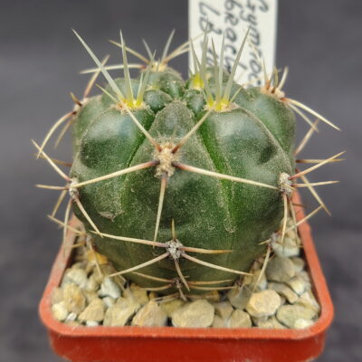 Gymnocalycium brachyanthum LB 1400, Cerros Largos
