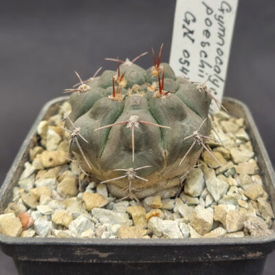 Gymnocalycium poeschii GN 0547-1015