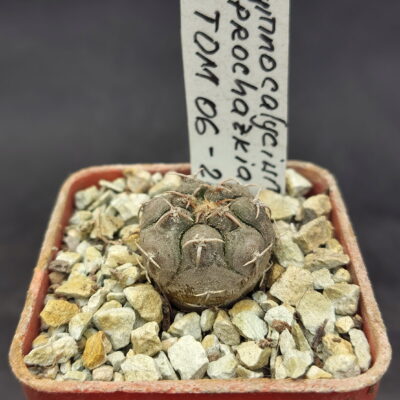 Gymnocalycium prochazkianum TOM 06-26/2