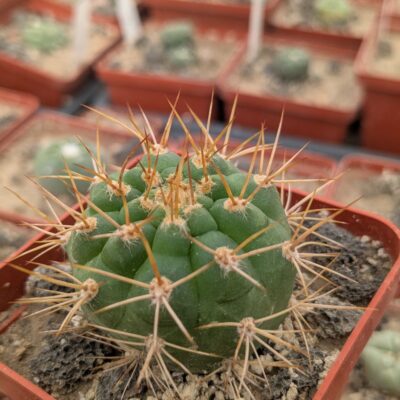 Hybrid Matucana madisoniorum X Morawetzia sericata