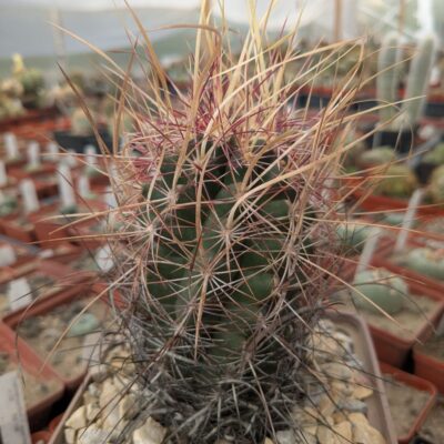 Thelocactus bicolor v. texensis
