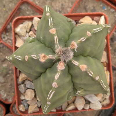 Astrophytum myriostigma 'Fukuryu'