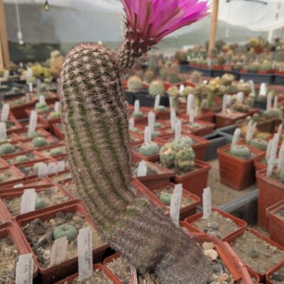 Echinocereus pseudopectinatus (L607) MG183.7