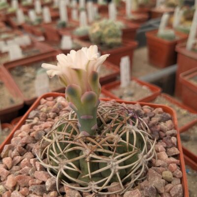 Gymnocalycium nigriareolatum v. densispinum