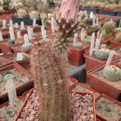 Echinocereus sciurus v. floresii L071 Topolabampo, Sinaloa