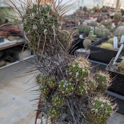 Stenocactus longispinus