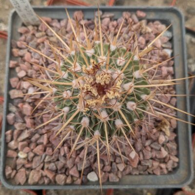 Stenocactus sulphureus Vista Hermosa MG 316.1