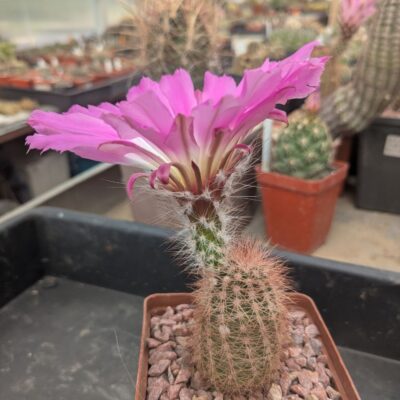 Echinocereus chisoensis v. fobeanus HK 303