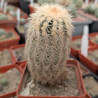 Echinocereus oklahomensis Koehres