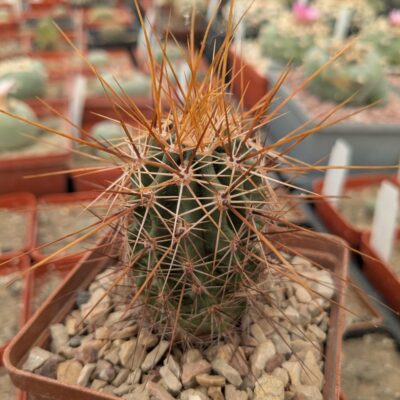 Echinocereus nicholii (SB1933) MG 223.3