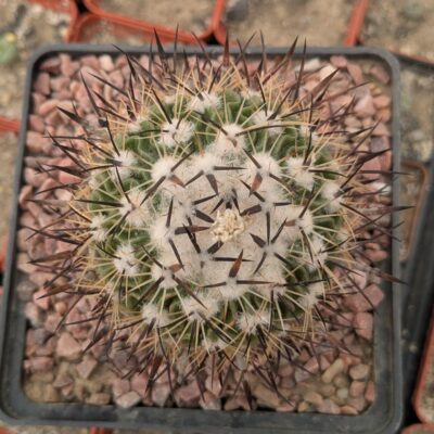 Stenocactus sp. CH 218 Agua Caliente