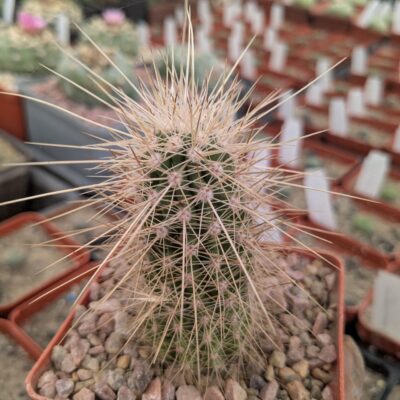 Echinocereus stramineus (SB499) MG 258.3
