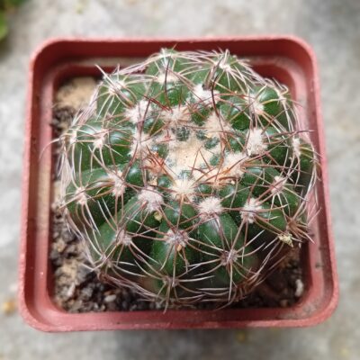 Gymnocalucium apricus