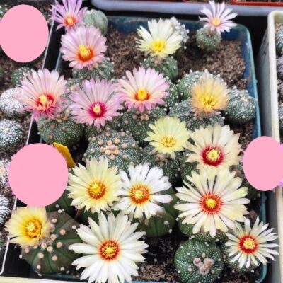 ASTROPHYTUM ASTERIAS F. RUBRIFLORUM