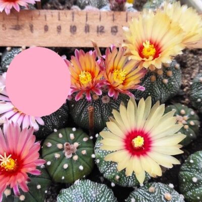 ASTROPHYTUM ASTERIAS F. RUBRIFLORUM