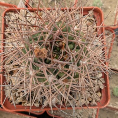 Gymnocalycium nidulans LF 30