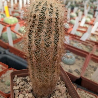 Echinocereus reichenbachii v.baileyi Apache,Caddo Co. -23
