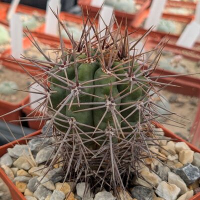 Gymnocalycium horridispinum v. longispinum