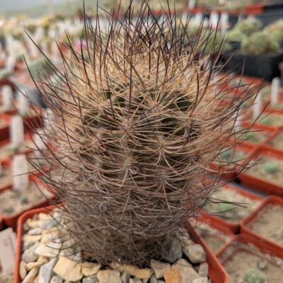 Neoporteria nidus f. multicolor