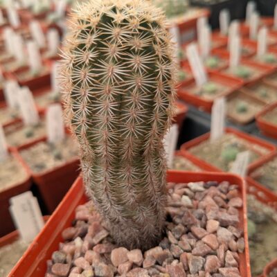Echinocereus pectinatus v. wenigeri ctenoides SB 1536