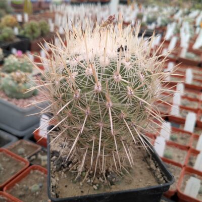 Thelocactus conothelos v. argenteus SB 149
