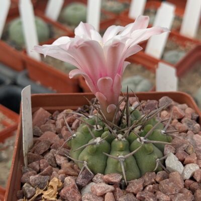 Gymnocalycium knollii WO 66