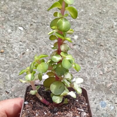 Portulacaria afra mediopicta