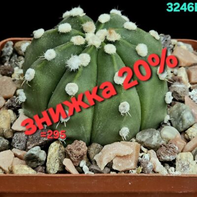Astrophytum hybrid [SenAs X As] (8x8)-3246B