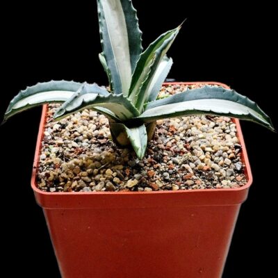 Agave americana`Medio-Picta Alba` (14x14)-3524(13)