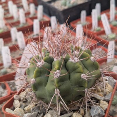Gymnocalycium valnicekianum