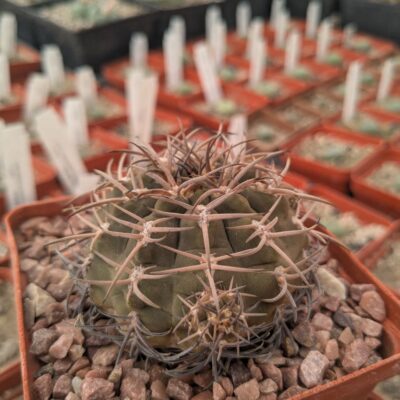Gymnocalycium pugionacanthum MG