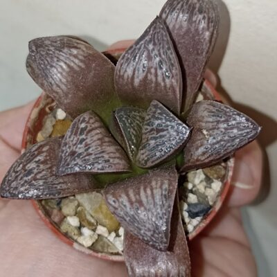 Haworthia Splendens Inca Rose
