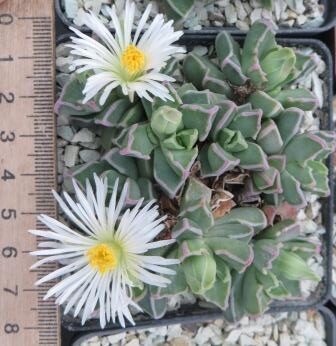 faucaria felina white flowers