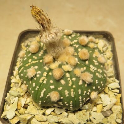 astrophytum hanazono