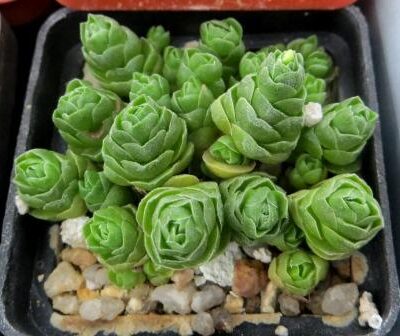 crassula emerald