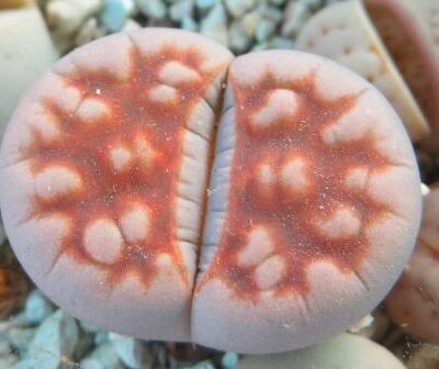 lithops karasmontana summitatum