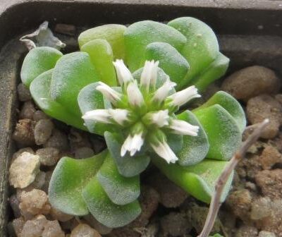 crassula celia