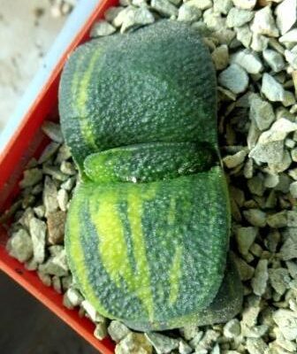 gasteria armstrongii variegated