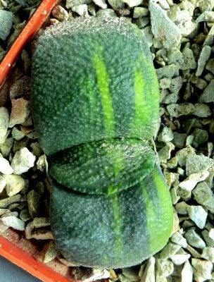 gasteria armstrongii variegated
