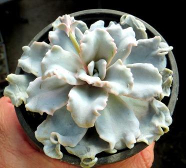 echeveria crispate beauty