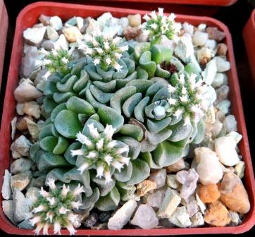 crassula celia