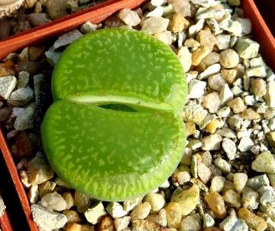 lithops aucampiae bella ketty