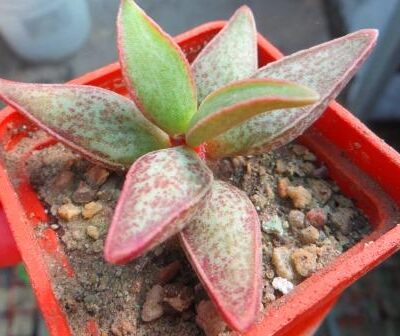 adromischus marianae hybrid