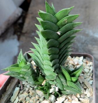 Haworthia limifolia 'Spiralis'