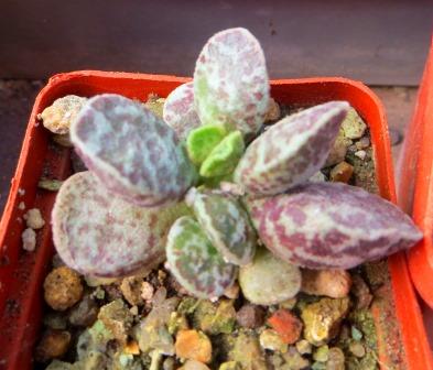 adromischus marianae bryan makin