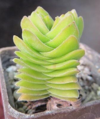 crassula buddha's temple