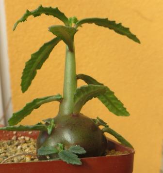 dorstenia hildebrandtii rubra