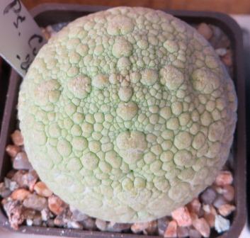 pseudolithos eylensis