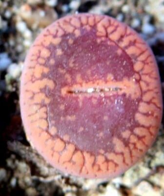 Lithops AUCAMPIAE 'FIRE BRAND'