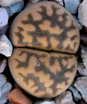 lithops karasmontana bella c 143